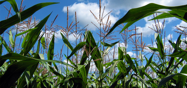 Cornfield with blue sky