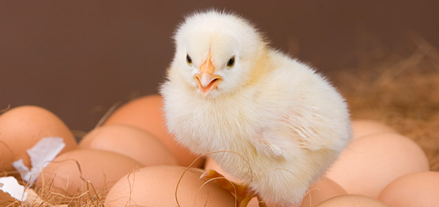 freshly hatched chick on top of eggs